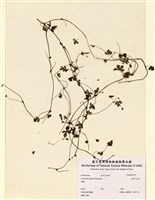 藏品(山牻牛兒苗)的圖片